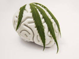 marijuana effects on the brain