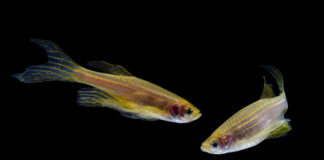 Zebrafish can be key in improving opioid addiction treatment